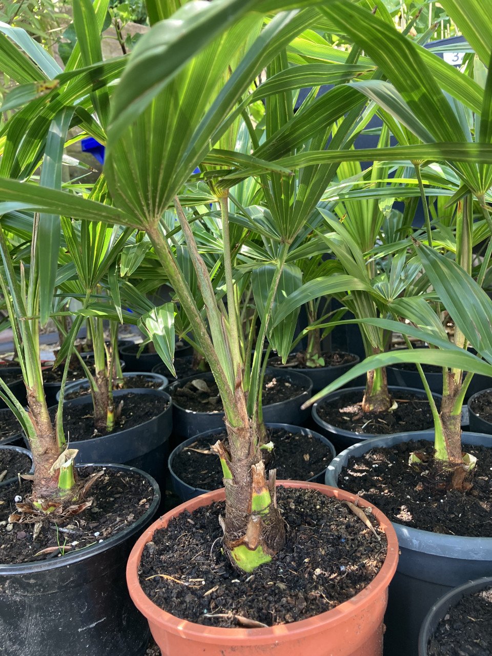 Winterhard palm, trachycarpus fortunei en vijgenboom