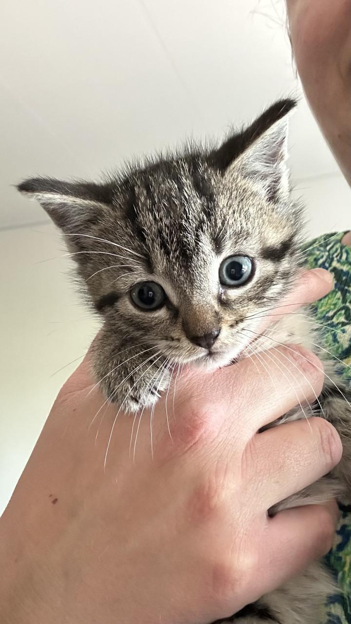 Kitten (meisje)