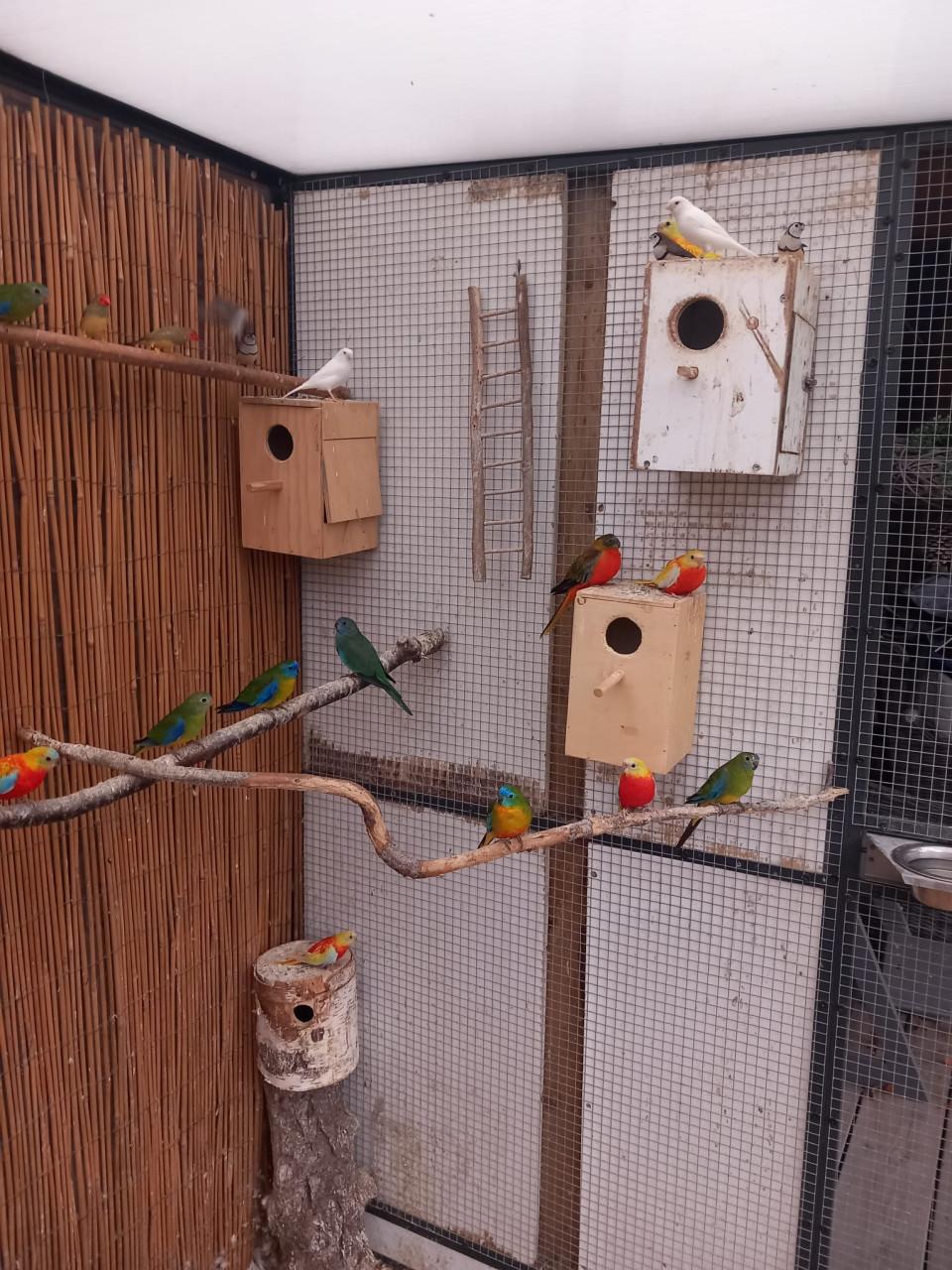 Witte kanaries