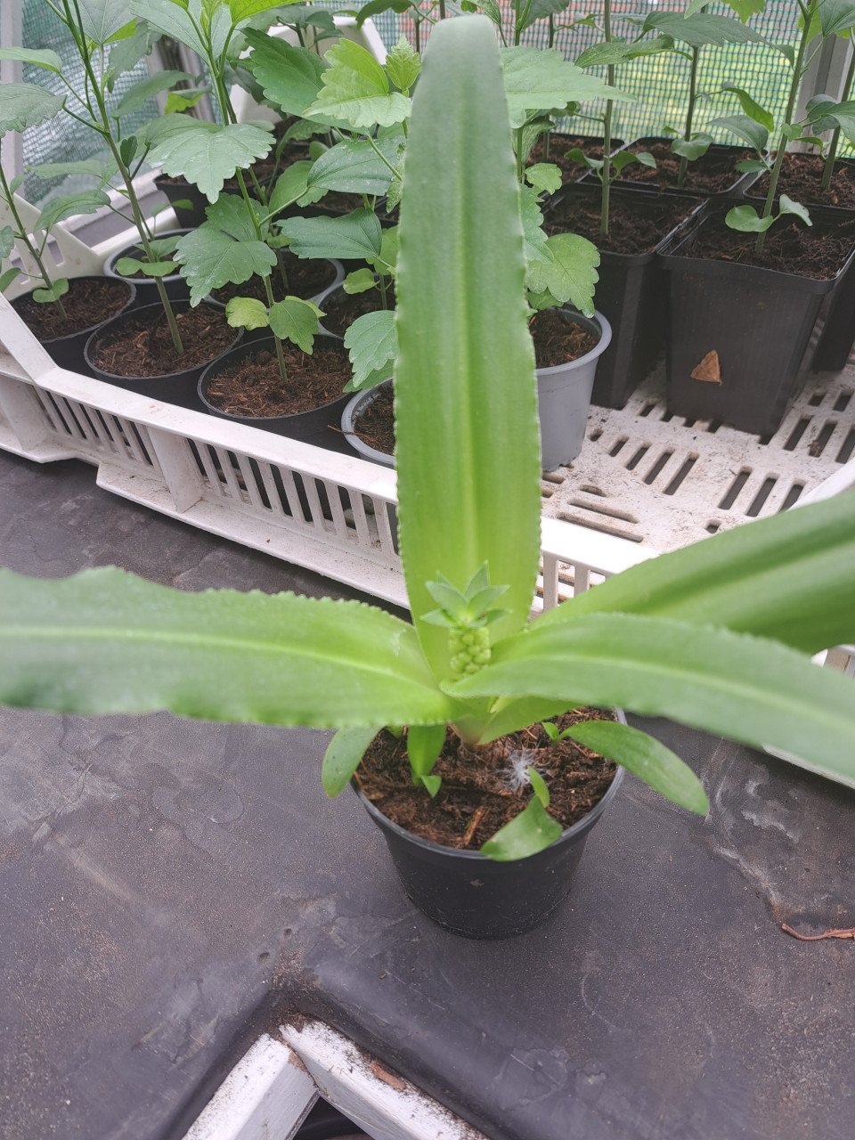 Verschillende tuinplanten