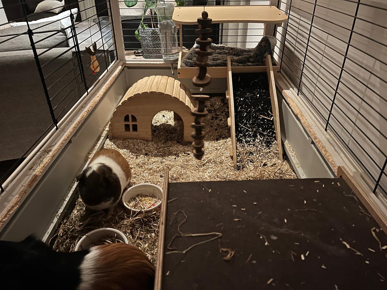 Cavia’s incl. hok en toebehoren