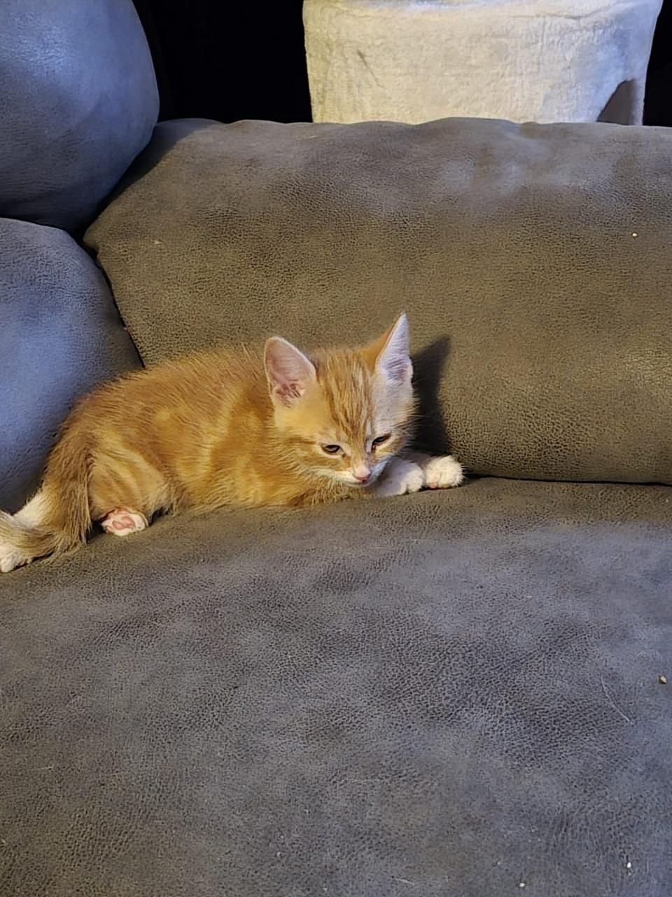 Kittens