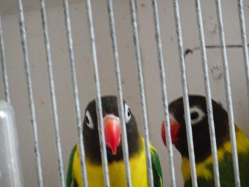 Te koop Zwartkopmaskeragapornisen Personata  twee mannen