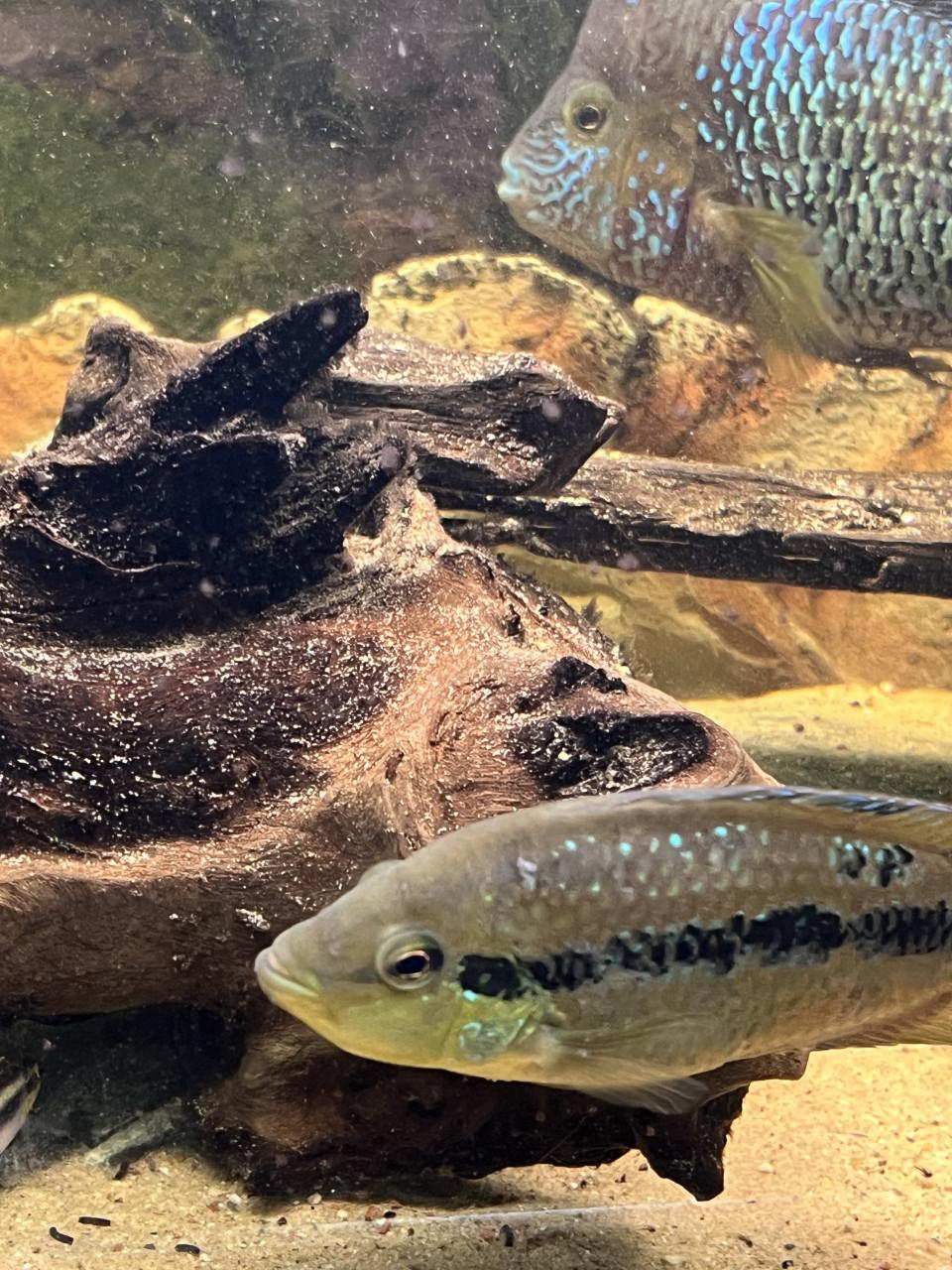 Te koop Salvini cichliden vrouw