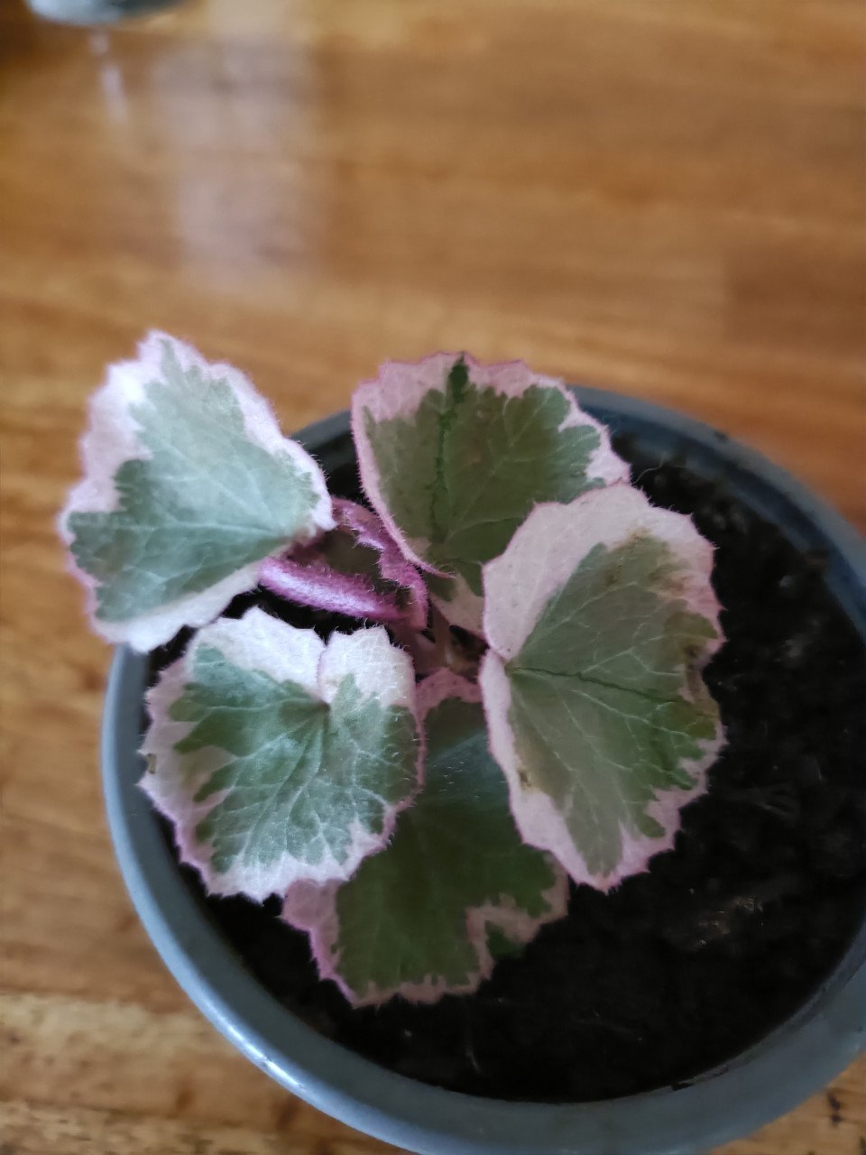 Kamerplanten en kleine courgette plantjes
