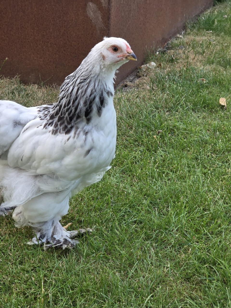 Jonge Brahma hen - wit/zwart Colombia