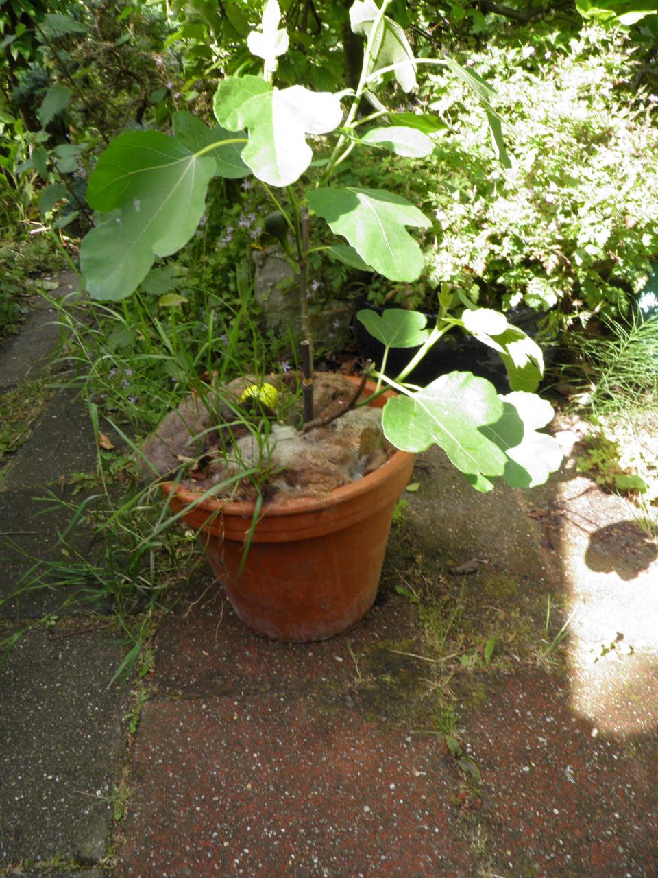 Twee vijgenplanten
