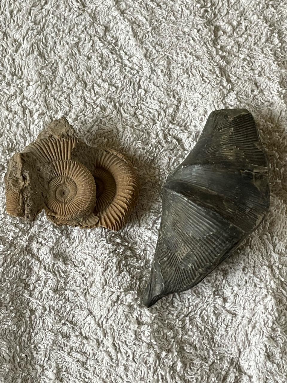 Mineralen en fossielen