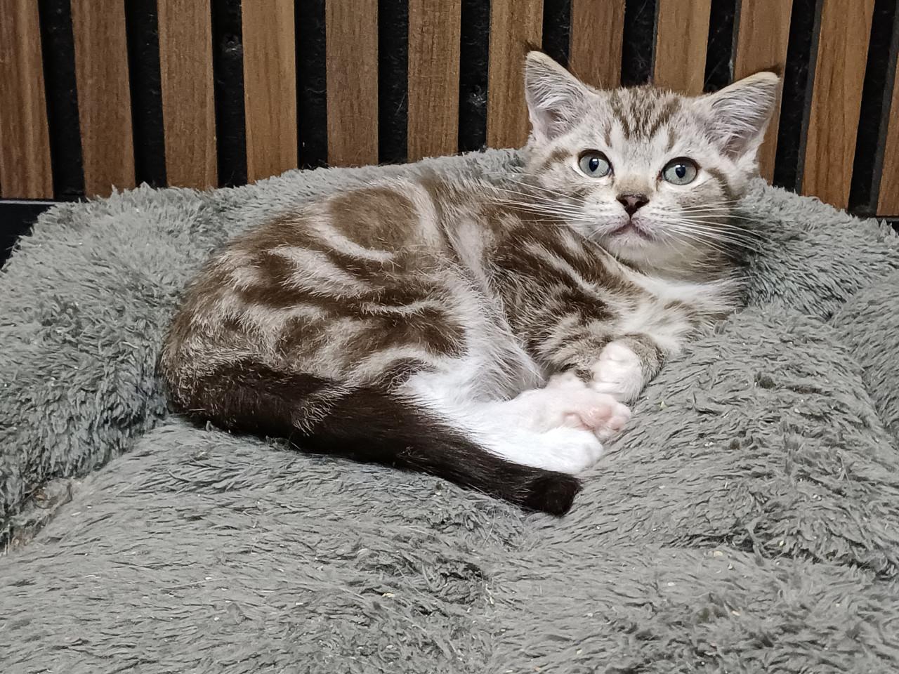 Super mooi Britse Korthaar x Ragdoll Katertje beschikbaar.