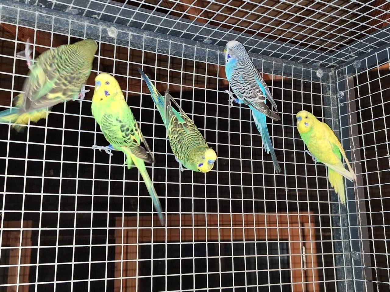 Grasparkieten verschillende kleuren