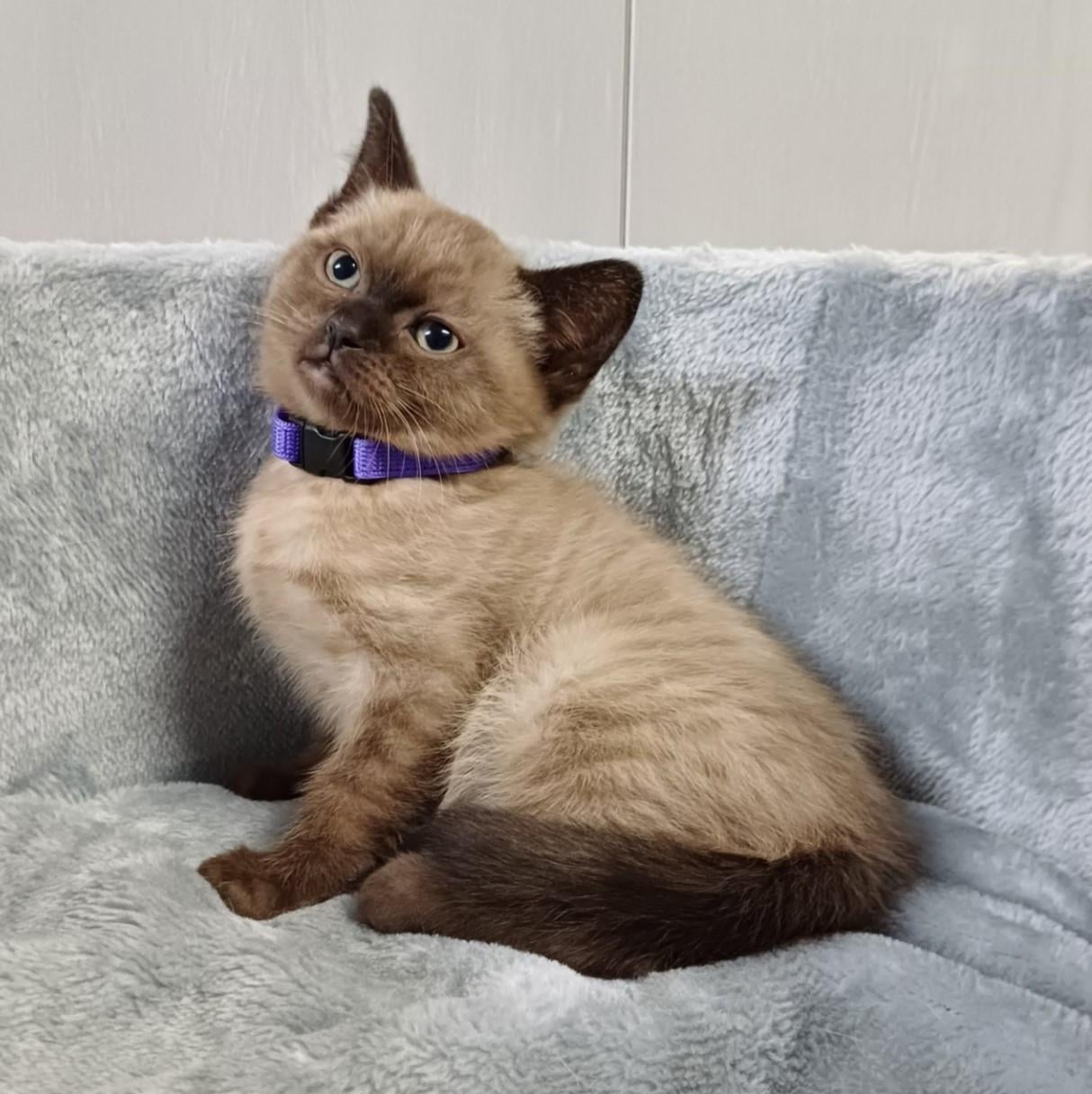 Mooie Ragdoll (dek)kater (helemaal getest)