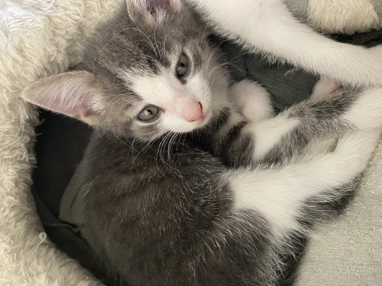 3 kittens