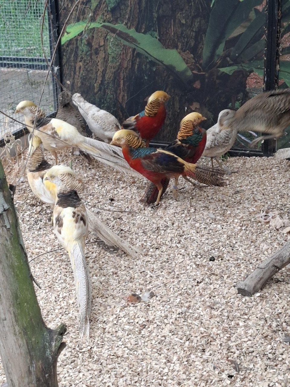 Goudfazanten en gele goudfazanten