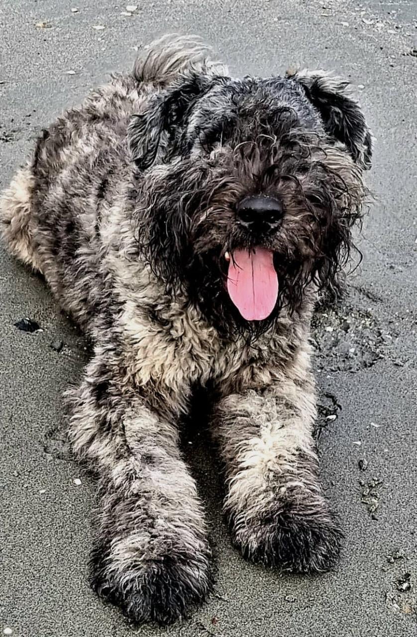 Prachtige Bouvier pups