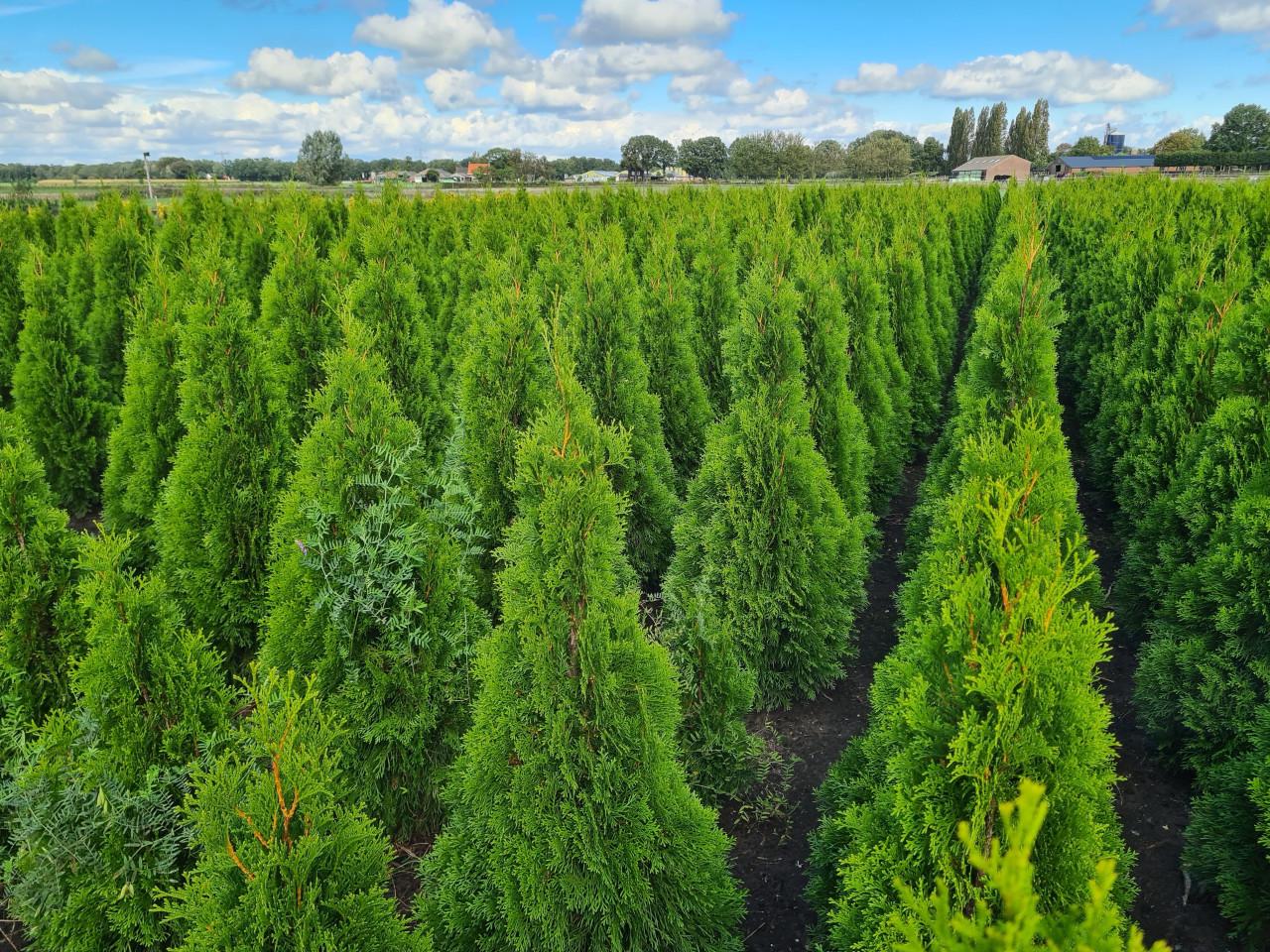 Thuja Smaragd coniferen in alle maten leverbaar