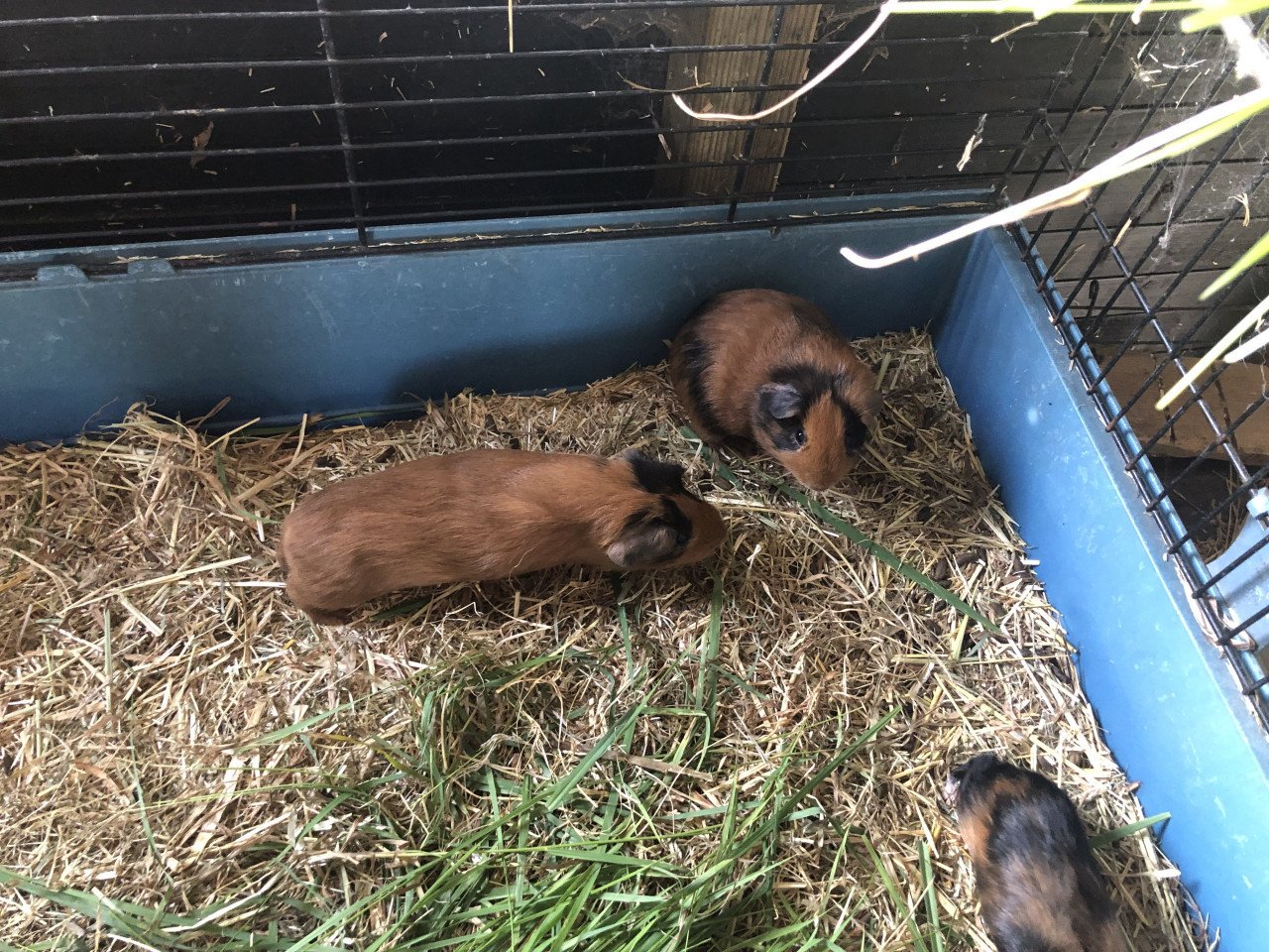 Deze 3 knapperds (cavia) zoeken nog een plekje!!