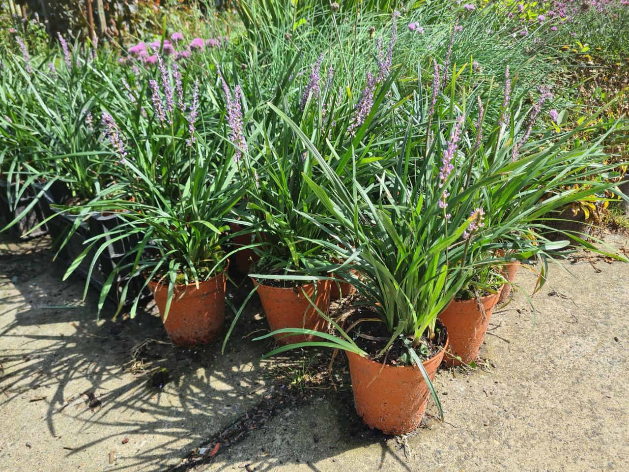 Leliegras Liriope muscari Moneymaker met staffelkorting