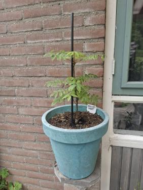 Kaukasische Vleugelnootboom