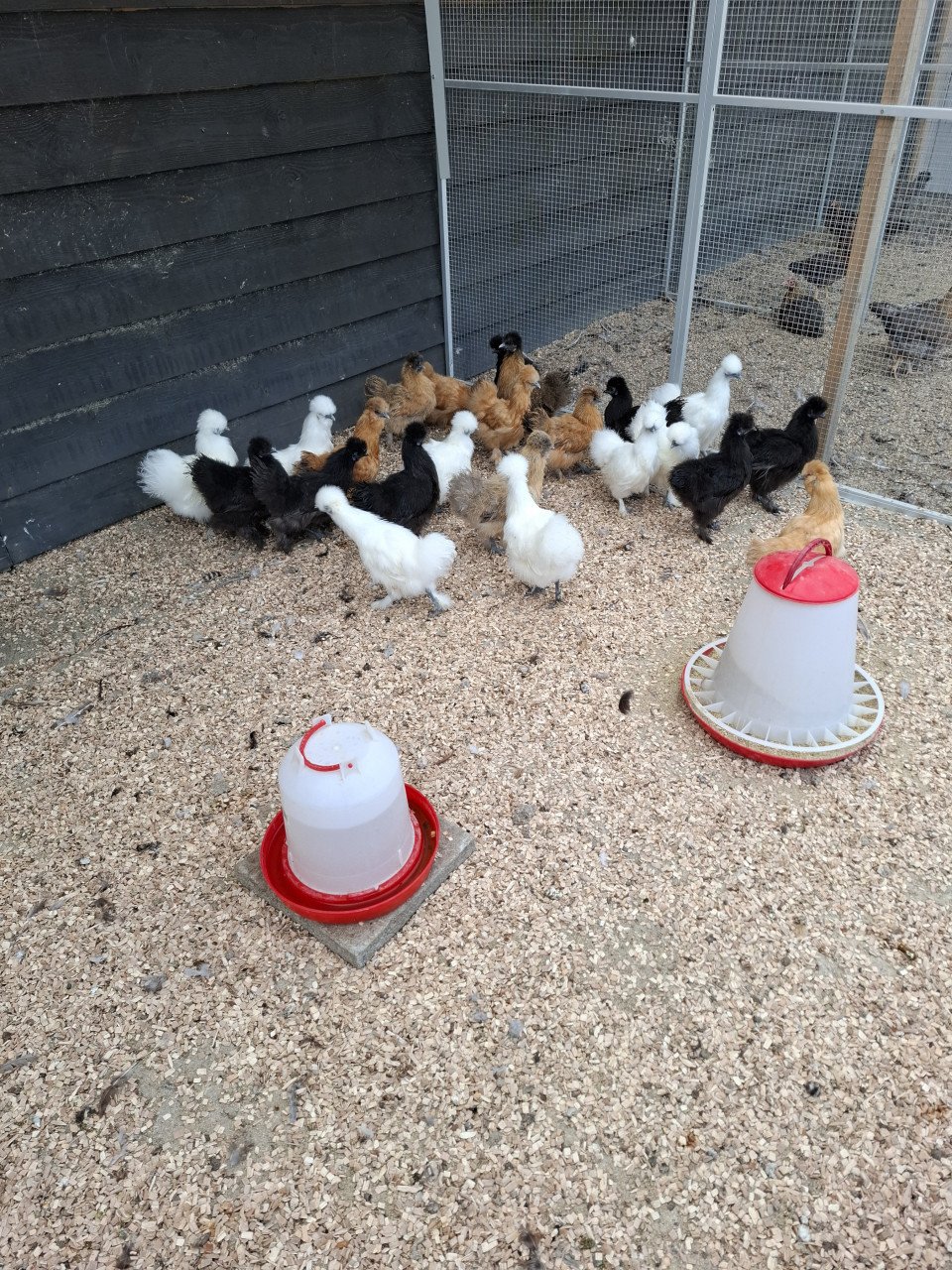 Legkippen, krielkippen, sierkippen, grote keuze uit allerlei rassen