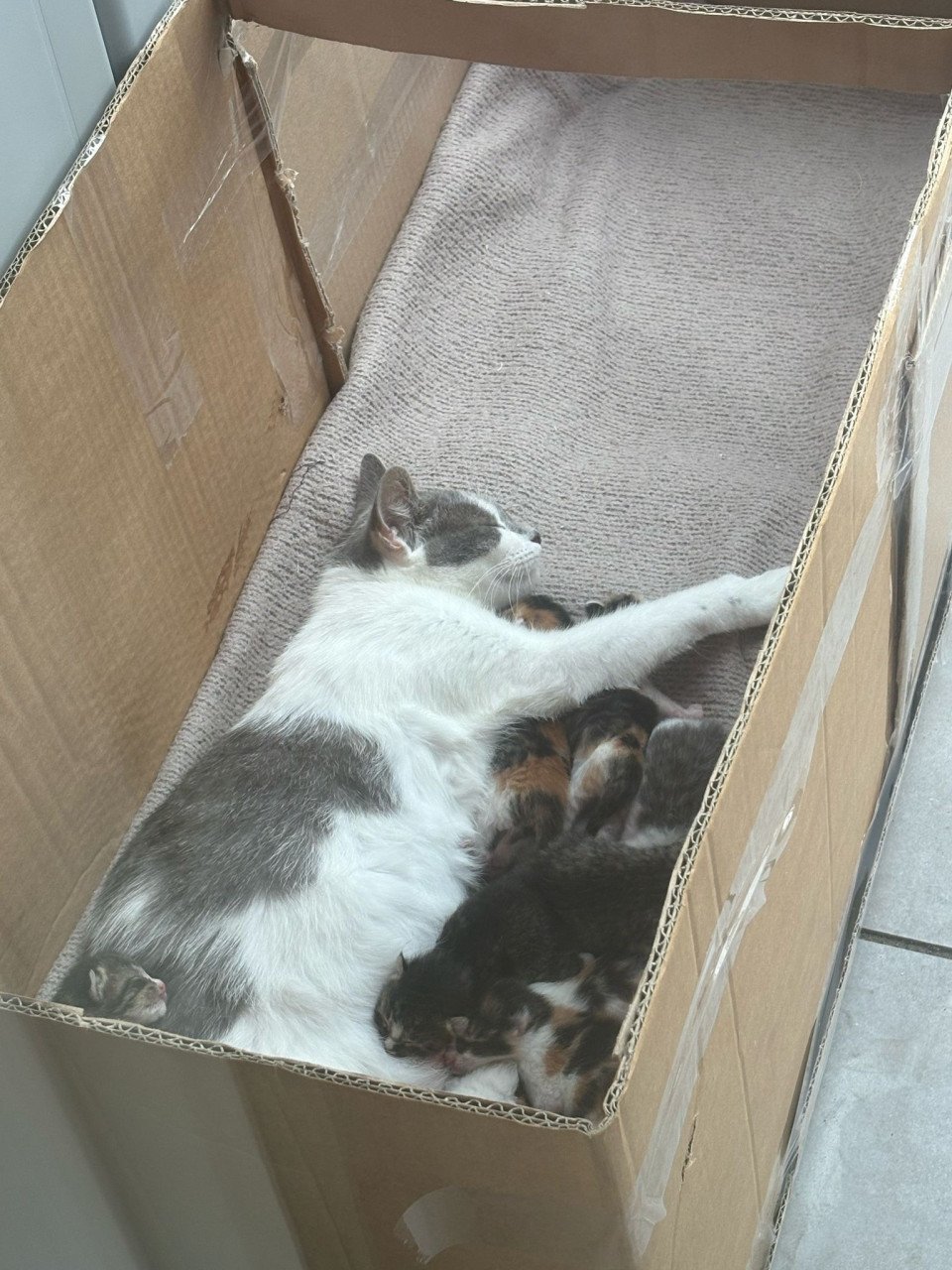 Kittens
