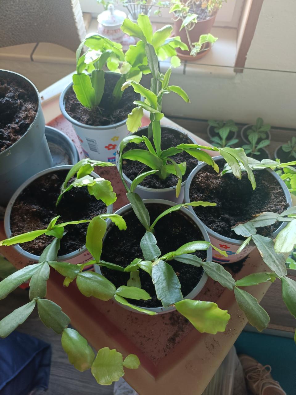 Jonge gezonde lidcactus plantjes