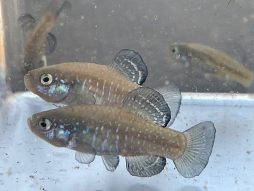 Paraphanius Similis Zengen