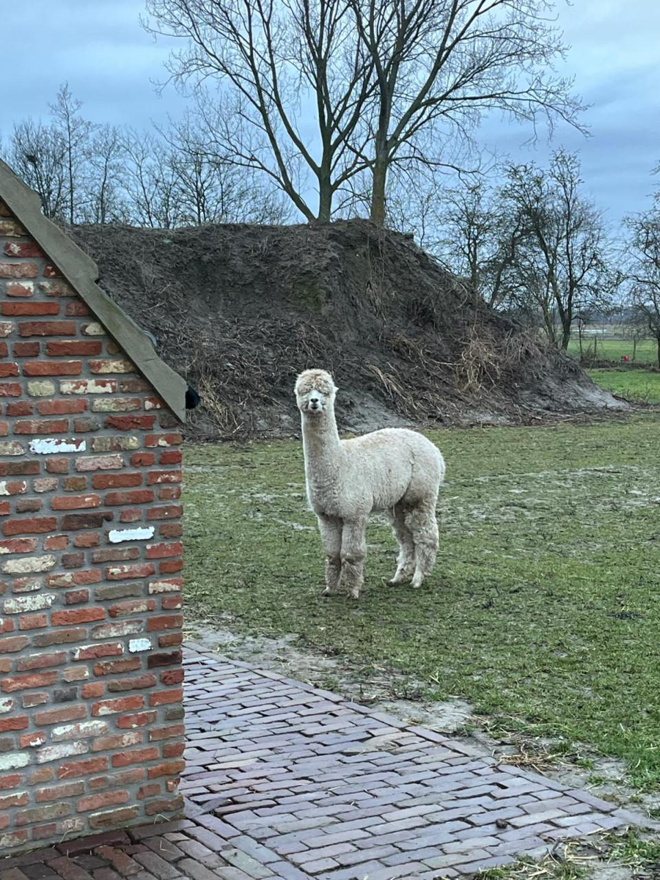 Mooie lieve alpaca ruin