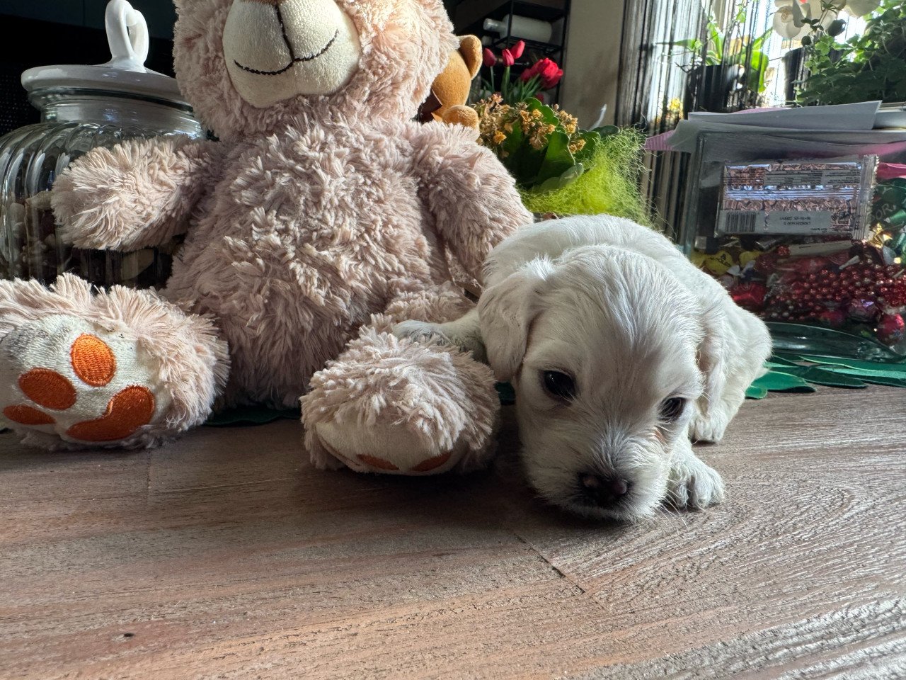 Maltezer puppys