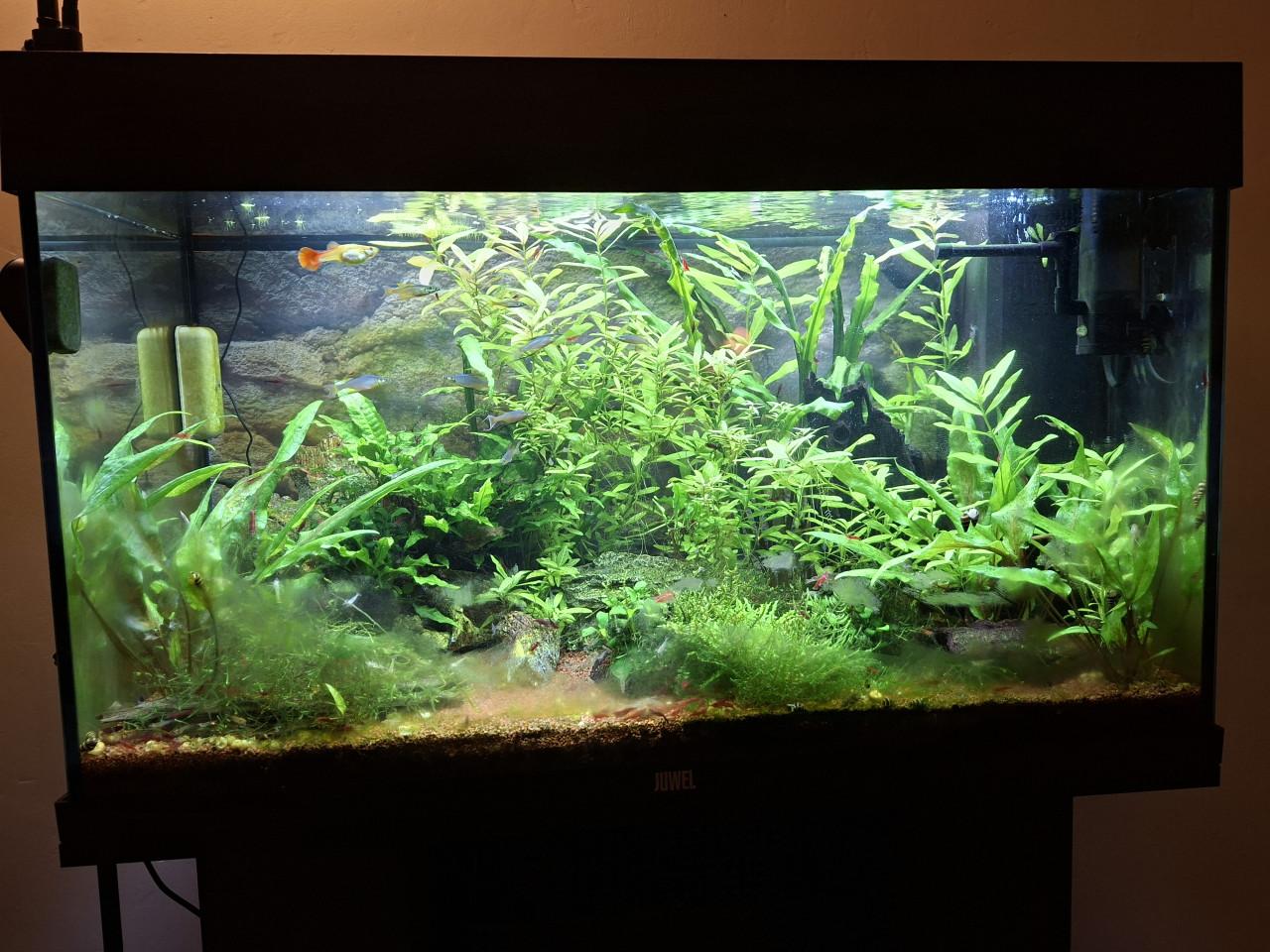 Aquarium compleet met vissen, planten en toebehoren