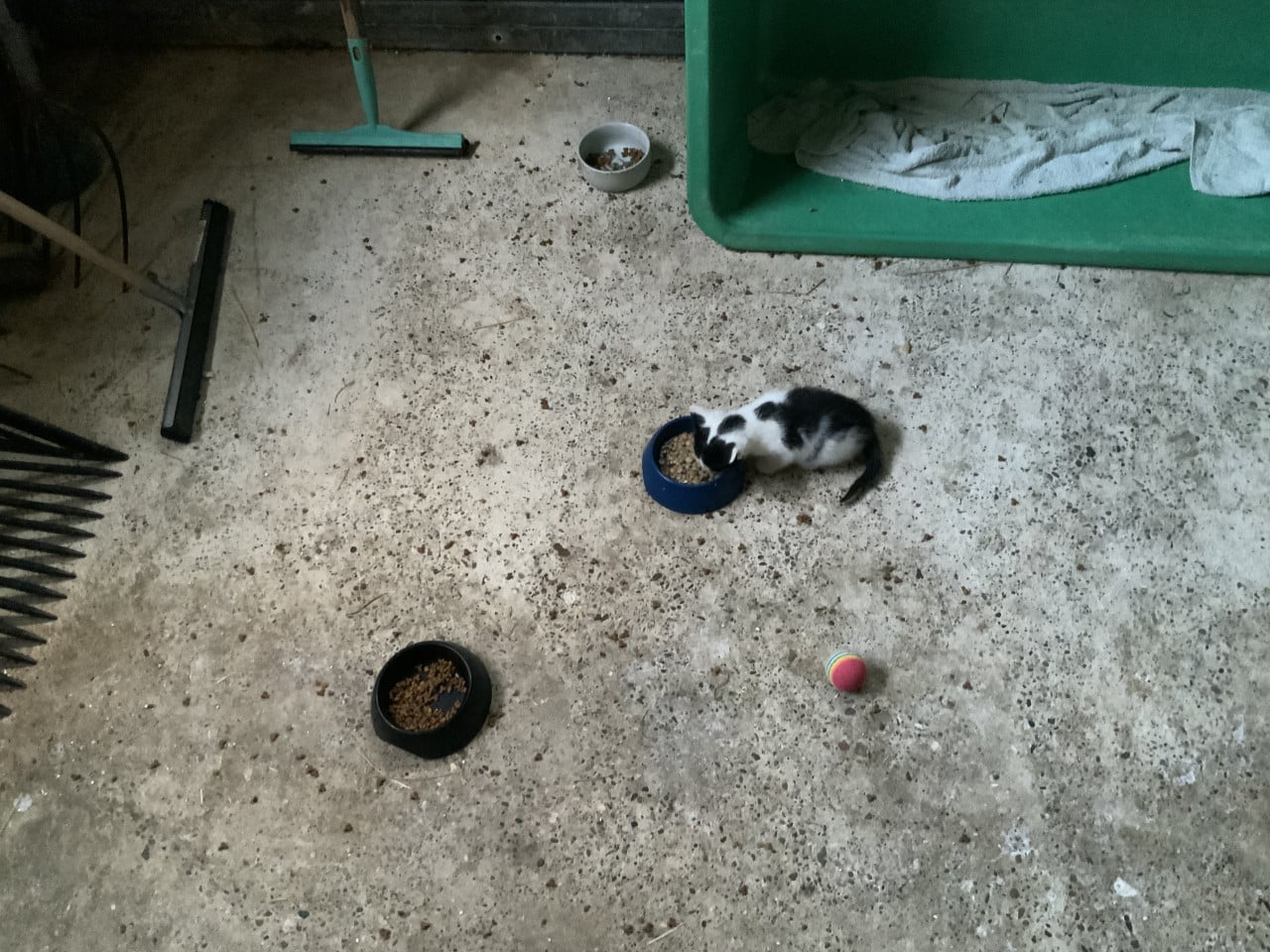 Kittens