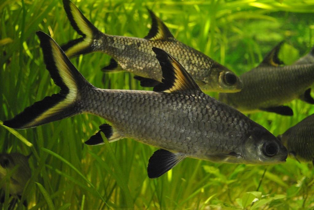 Aquarium vissen