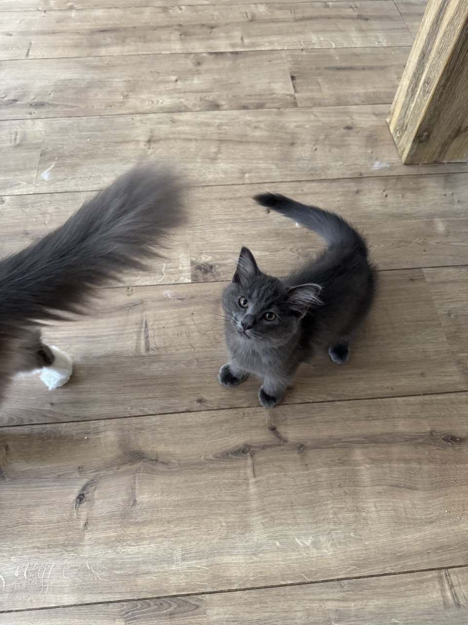 Ragdoll kitten