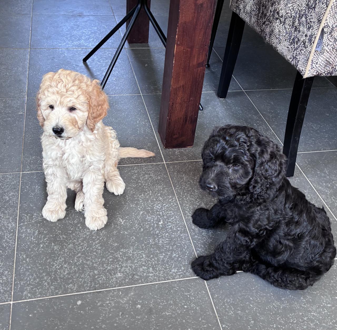 Labradoodle pups