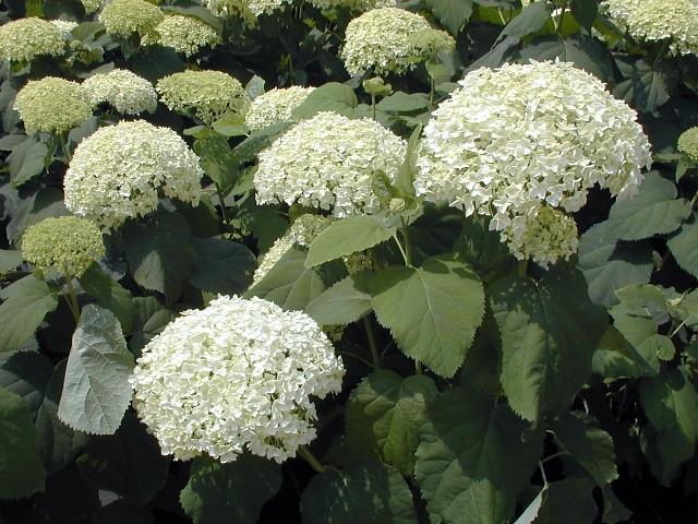 Vaste planten