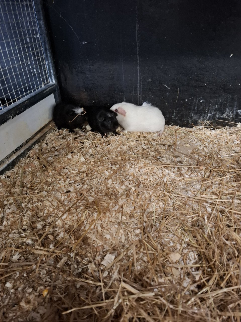 Ruime keuze cavia's en konijnen
