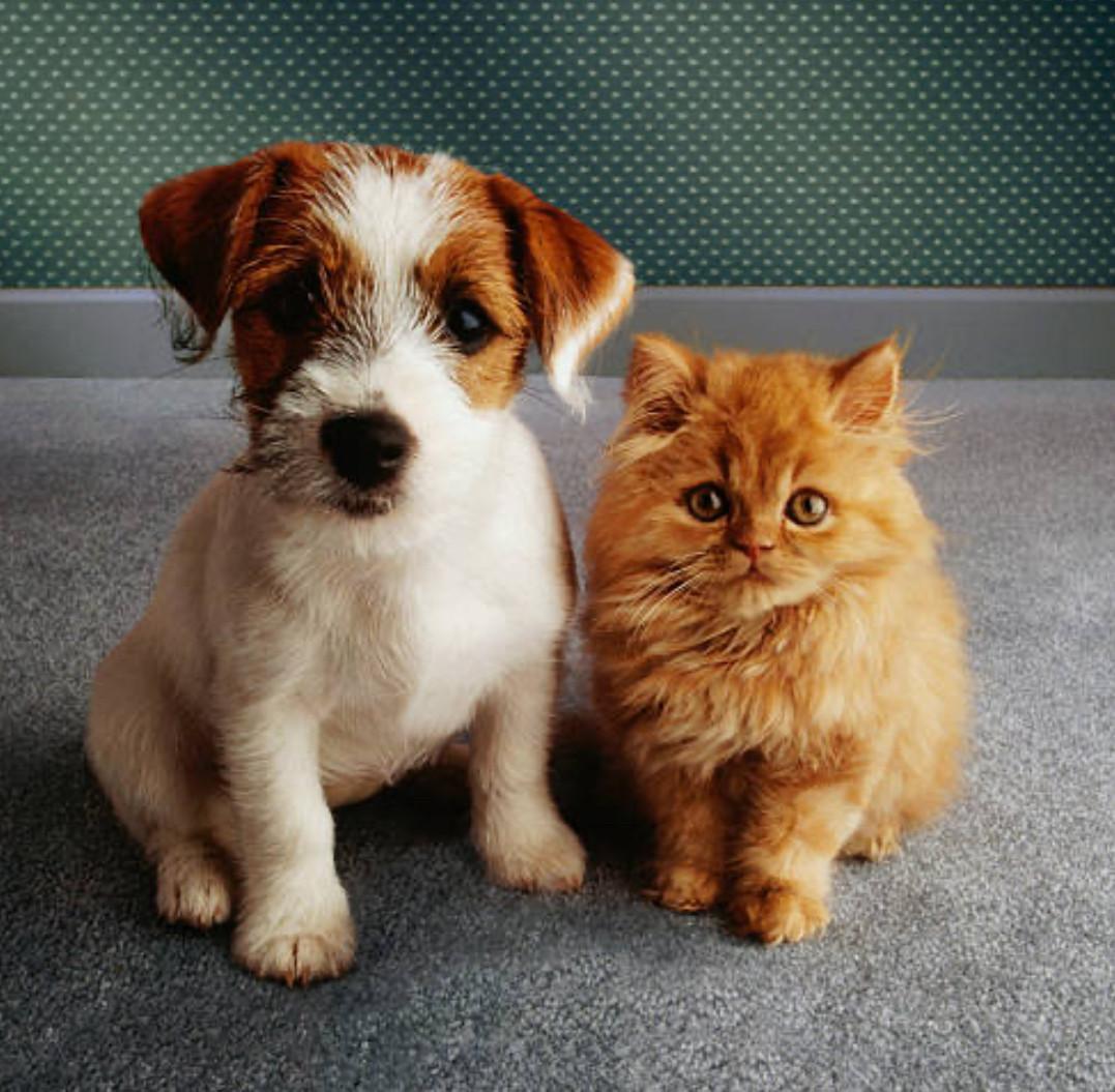 Dierenoppas & verzorging Middelburg en omgeving.