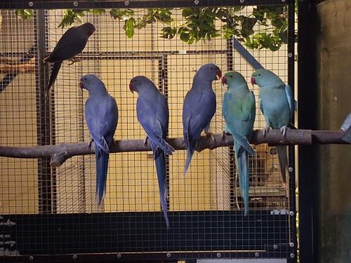 4-2 Halsbandparkieten violet, turquoise