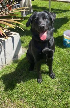 Oppas gezocht voor onze hond