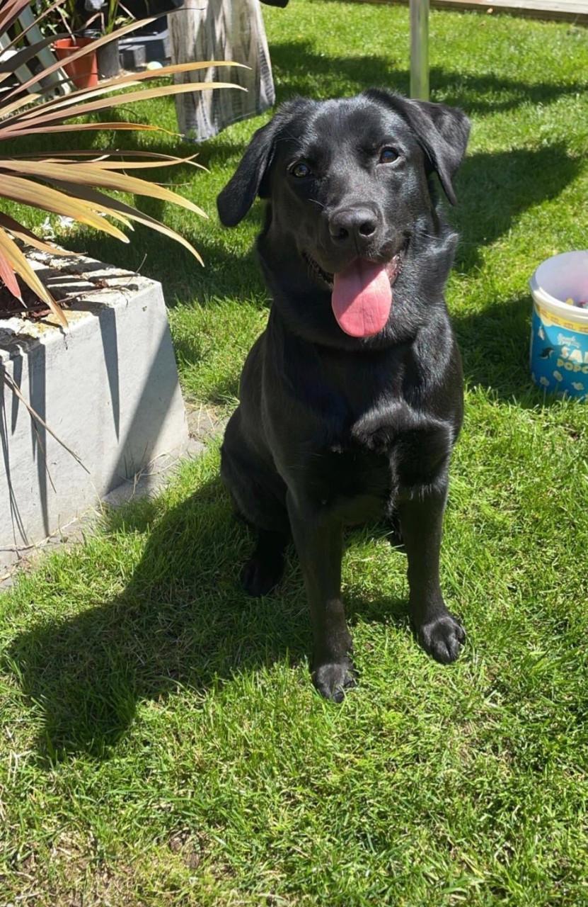 Oppas gezocht voor onze hond