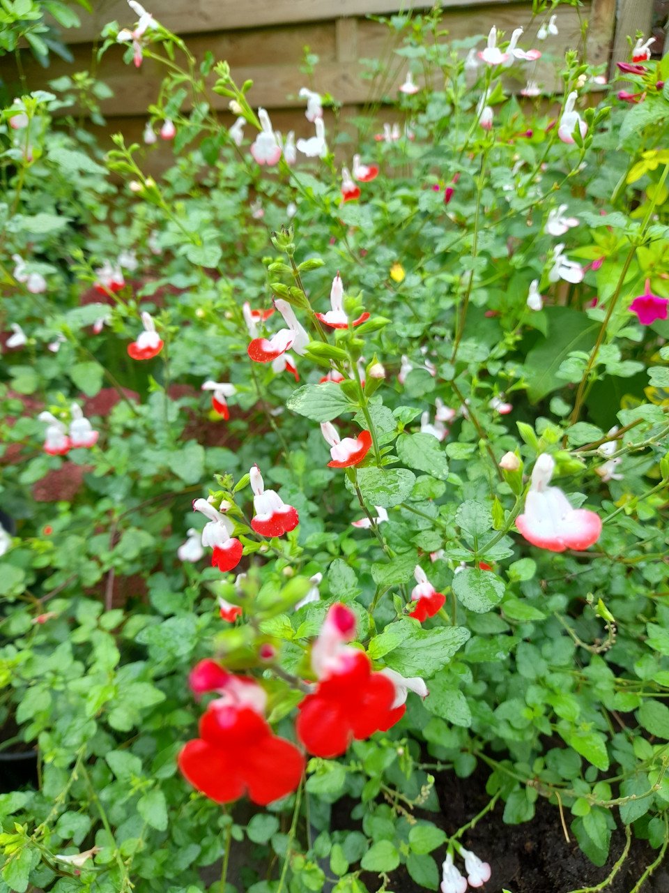 Salvia Red Lips
