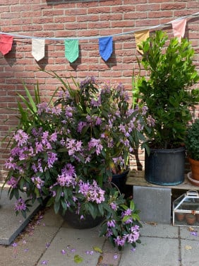 Rhododendron in pot