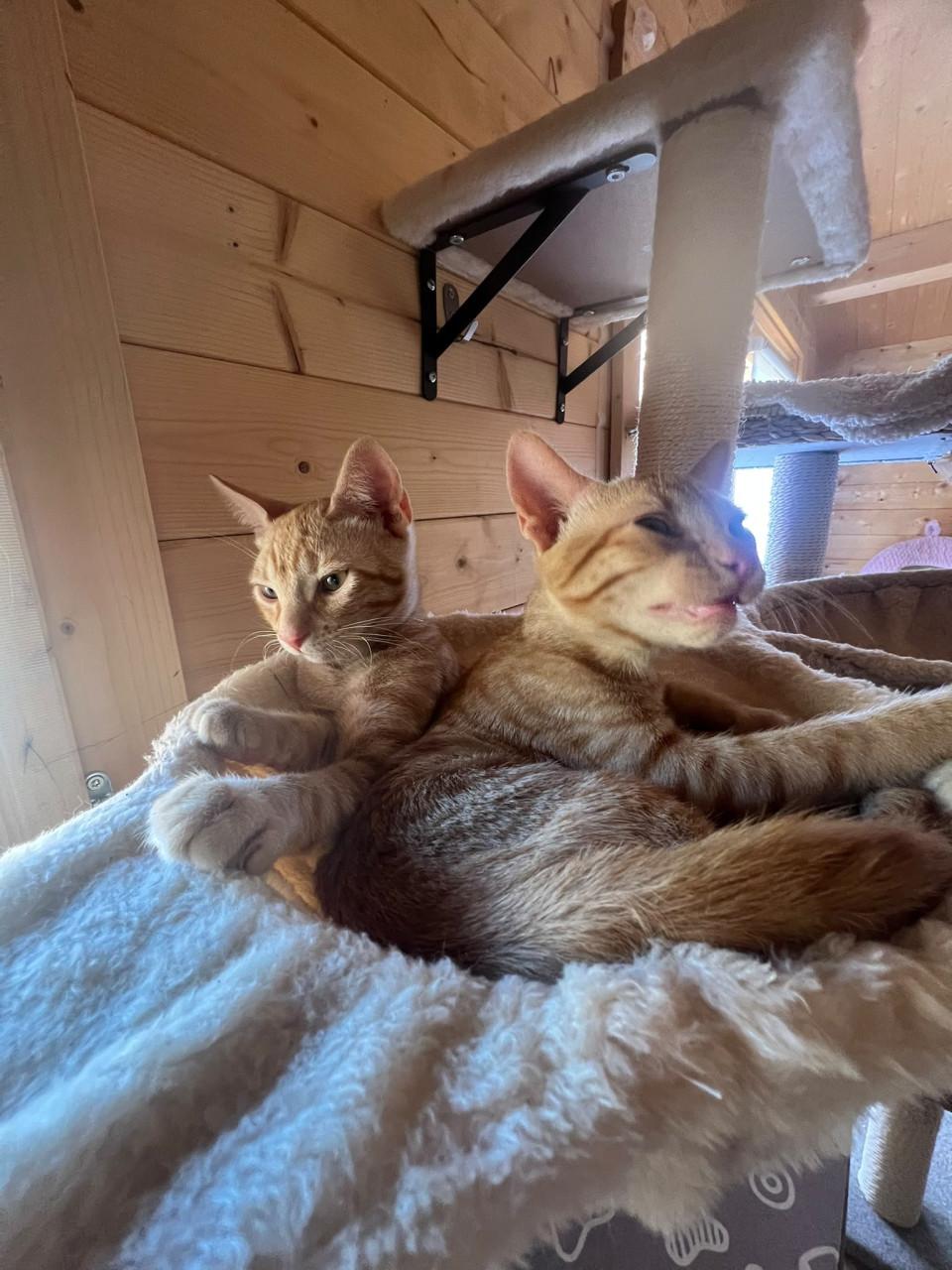 Deze lieve kittens zoeken een lief baasje!