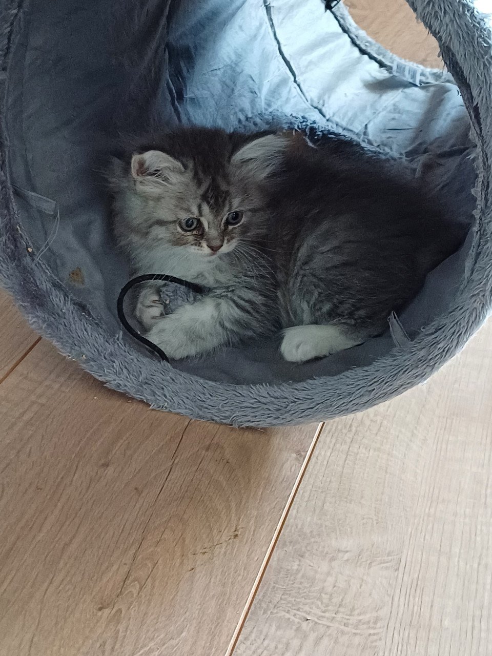We hebben 2 prachtige langhaar kittens beschikbaar,