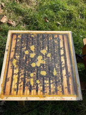 Gezocht bijenvolken zeeuws vlaanderen