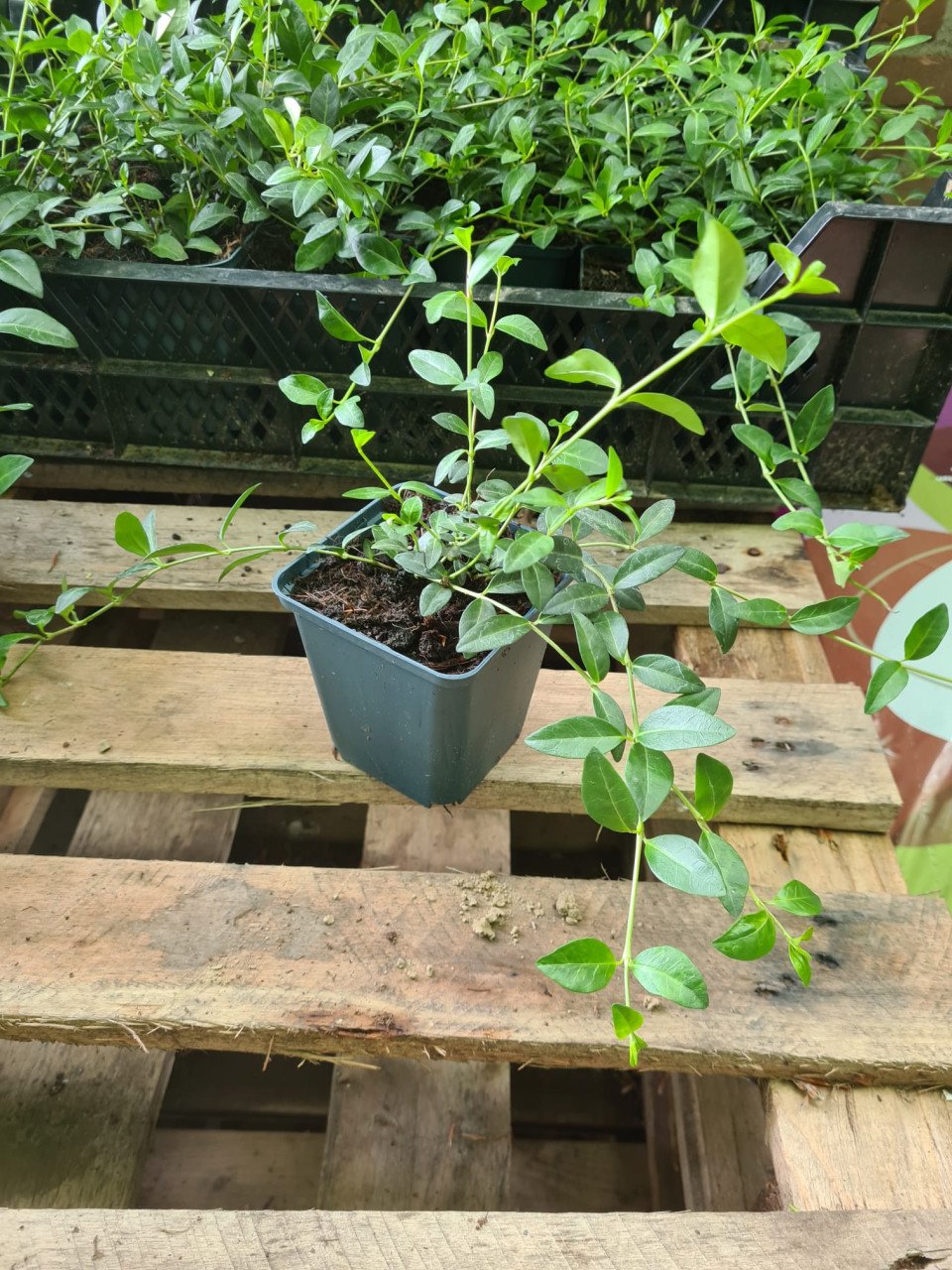Vinca Minor (kleine maagdenpalm) bodembedekker