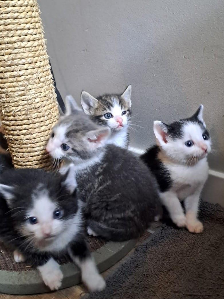 Kittens