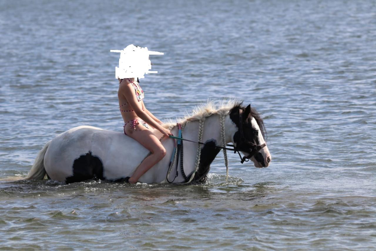 Tinker merrie te koop