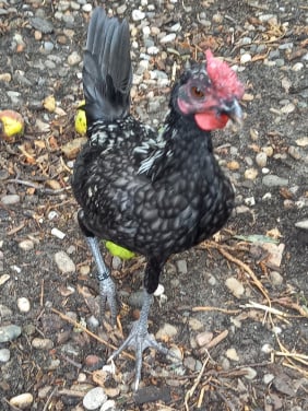 SEBRIGHT HAANTJE