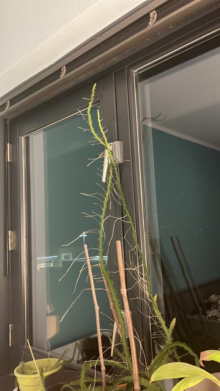 Dragon Fruit Cactus (Pitaya) Stekken 15-20cm met pot