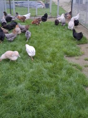 Araucana's in allerlei kleuren